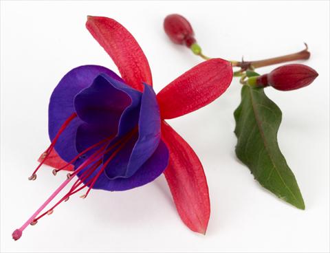 foto van een variëteit aan bloemen, te gebruiken als: Pot Fuchsia eretta Ballerina Blu®