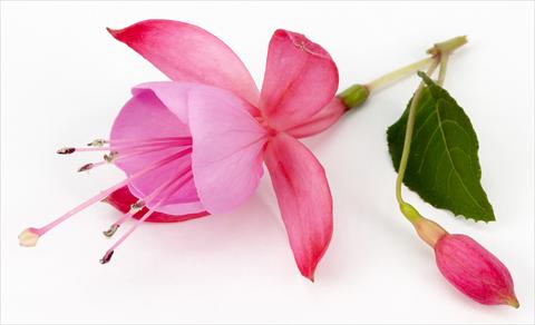 foto van een variëteit aan bloemen, te gebruiken als: Pot Fuchsia eretta Beacon Pink