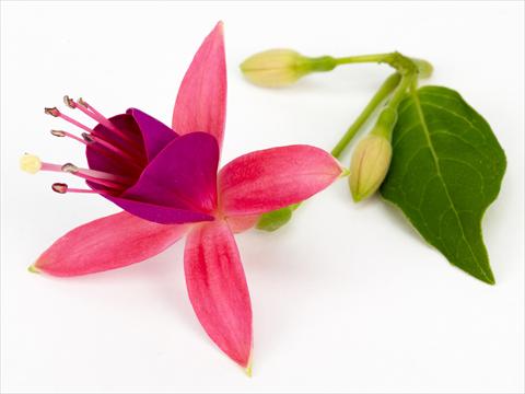 foto van een variëteit aan bloemen, te gebruiken als: Pot Fuchsia eretta Cherry®