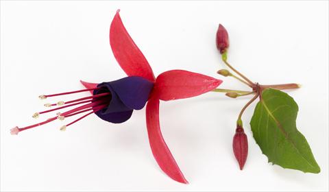 foto van een variëteit aan bloemen, te gebruiken als: Pot Fuchsia eretta Eden Rock