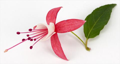 foto van een variëteit aan bloemen, te gebruiken als: Pot Fuchsia eretta Ernie®