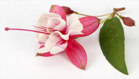 foto van een variëteit aan bloemen, te gebruiken als: Pot Fuchsia eretta General Monk Red White