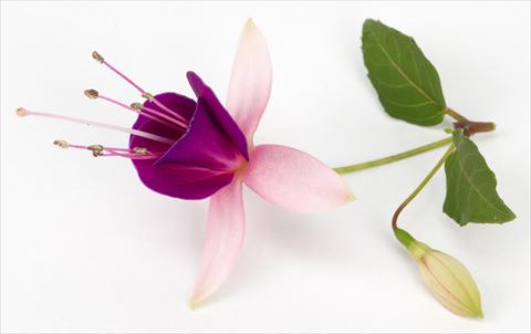 foto van een variëteit aan bloemen, te gebruiken als: Pot Fuchsia eretta Lambada®