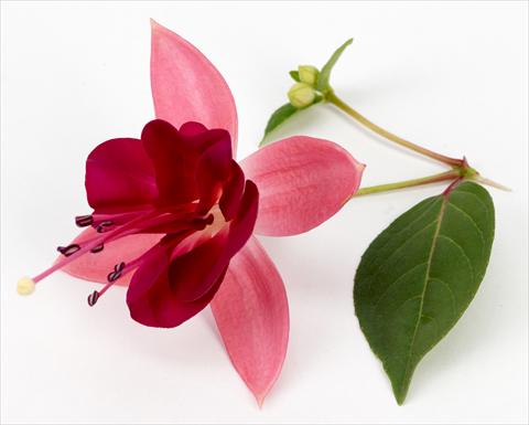 foto van een variëteit aan bloemen, te gebruiken als: Pot Fuchsia eretta Paula Jane