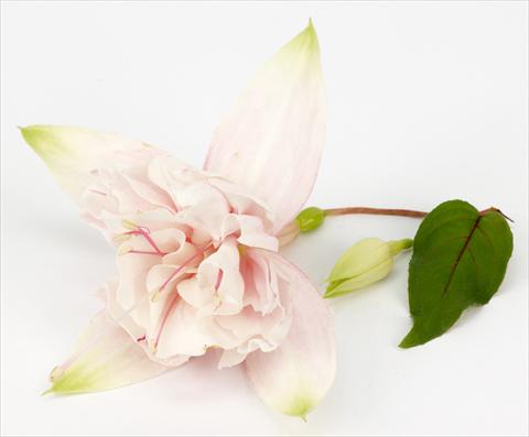 foto van een variëteit aan bloemen, te gebruiken als: Pot Fuchsia ricadente California DreamersTM Pink Marshmallow