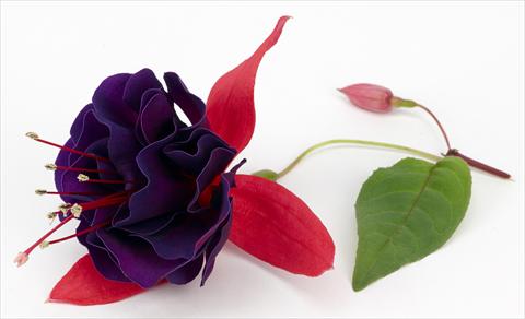 foto van een variëteit aan bloemen, te gebruiken als: Pot Fuchsia ricadente California DreamersTM Vodoo