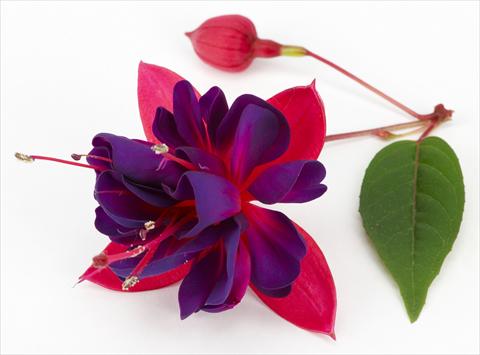 foto van een variëteit aan bloemen, te gebruiken als: Pot Fuchsia ricadente Dollar Princessin