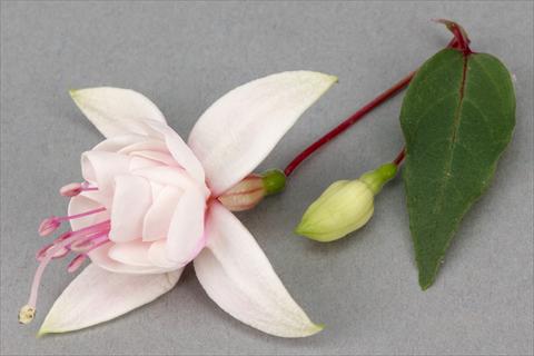 foto van een variëteit aan bloemen, te gebruiken als: Pot Fuchsia ricadente Harry Grey