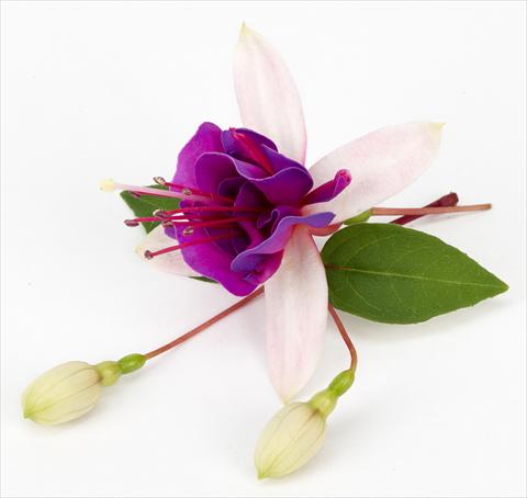 foto van een variëteit aan bloemen, te gebruiken als: Pot Fuchsia ricadente La Campanella