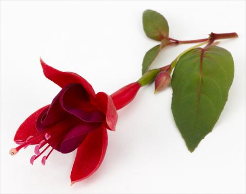 foto van een variëteit aan bloemen, te gebruiken als: Pot Fuchsia ricadente Marinka