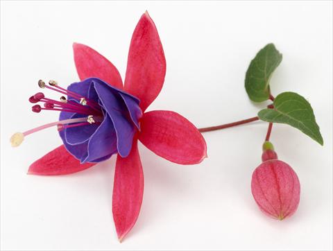 foto van een variëteit aan bloemen, te gebruiken als: Pot Fuchsia ricadente Ringwood Market