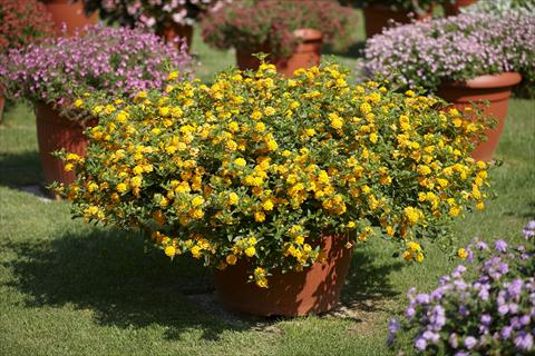 foto van een variëteit aan bloemen, te gebruiken als: Pot - en perkplant Lantana camara Lantane Mini Laura