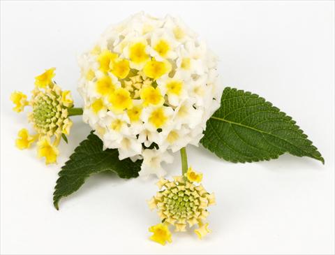 foto van een variëteit aan bloemen, te gebruiken als: Pot - en perkplant Lantana camara Lantane White-Lemon®