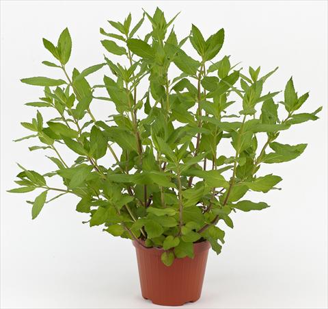 foto van een variëteit aan bloemen, te gebruiken als: Pot - en perkplant Mentha x piperita Ah...Roma Pepper
