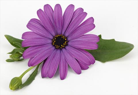 foto van een variëteit aan bloemen, te gebruiken als: Pot - en perkplant Osteospermum Cape Daisy® Antique Blue