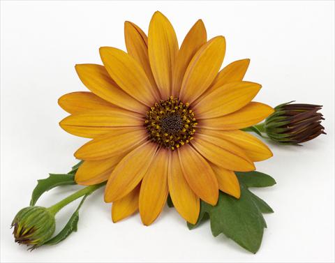 foto van een variëteit aan bloemen, te gebruiken als: Pot - en perkplant Osteospermum Cape Daisy® Terracotta