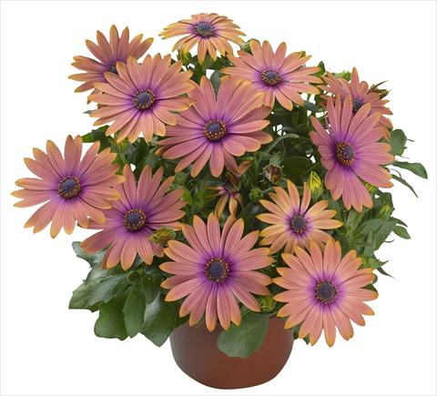 foto van een variëteit aan bloemen, te gebruiken als: Pot - en perkplant Osteospermum Cape Daisy® Nuanza Copper Purple Improved