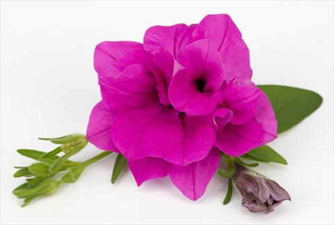 foto van een variëteit aan bloemen, te gebruiken als: Potplant, patioplant, korfplant Petunia Surfinia® Double Purple
