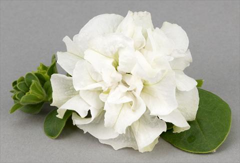 foto van een variëteit aan bloemen, te gebruiken als: Potplant, patioplant, korfplant Petunia Surfinia® Double White