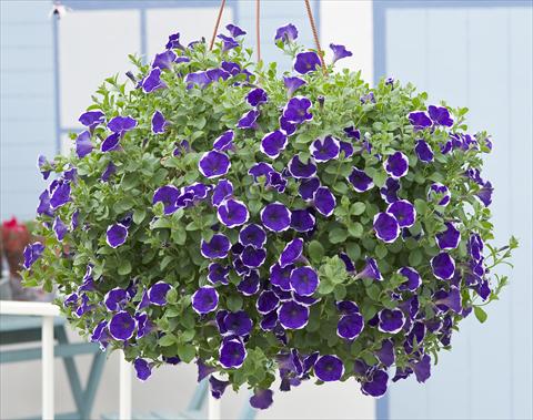 foto van een variëteit aan bloemen, te gebruiken als: Potplant, patioplant, korfplant Petunia Surfinia® Picotee Blue