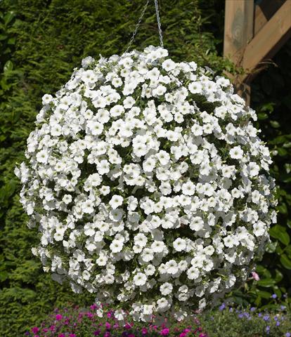 foto van een variëteit aan bloemen, te gebruiken als: Potplant, patioplant, korfplant Petunia Surfinia® Snow