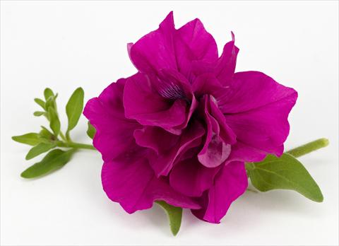 foto van een variëteit aan bloemen, te gebruiken als: Potplant, patioplant, korfplant Petunia Surfinia® Table Purple