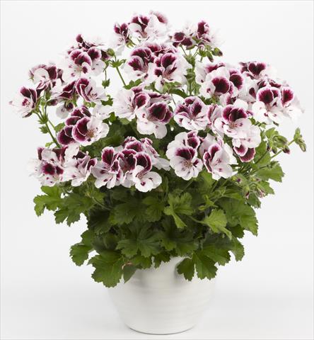 foto van een variëteit aan bloemen, te gebruiken als: Patioplant, potplant Pelargonium grandiflorum Costa Barcelona Black&White