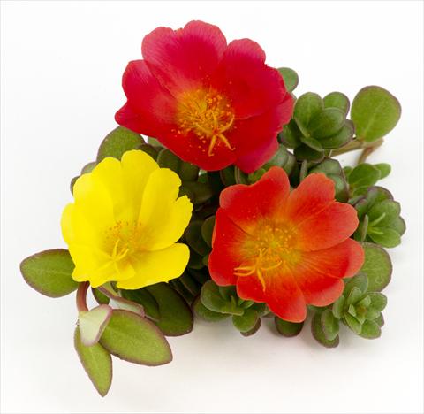 foto van een variëteit aan bloemen, te gebruiken als: Potplant, patioplant, korfplant Portulaca Duna® Explosive