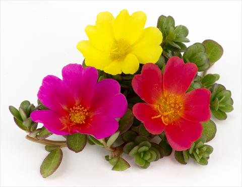 foto van een variëteit aan bloemen, te gebruiken als: Potplant, patioplant, korfplant Portulaca Duna® Rainbow