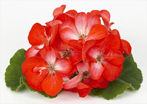 foto van een variëteit aan bloemen, te gebruiken als: Patioplant, potplant Pelargonium zonale Dark Costa Brava® Orange with Eye