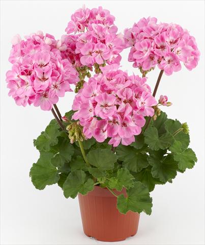foto van een variëteit aan bloemen, te gebruiken als: Patioplant, potplant Pelargonium zonale Dark Costa Brava® Pink with Eye