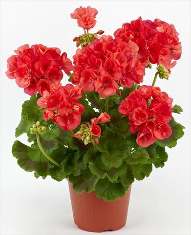 foto van een variëteit aan bloemen, te gebruiken als: Patioplant, potplant Pelargonium zonale Costa Brava® Coral