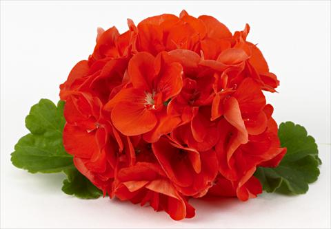 foto van een variëteit aan bloemen, te gebruiken als: Patioplant, potplant Pelargonium zonale Costa Brava® Orange