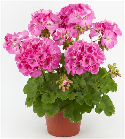 foto van een variëteit aan bloemen, te gebruiken als: Patioplant, potplant Pelargonium zonale Costa Brava® Pink with Eye