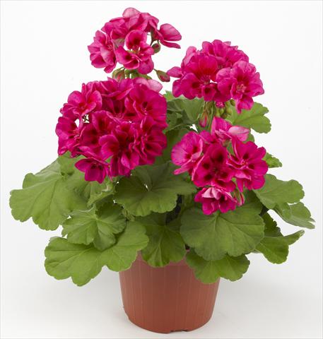 foto van een variëteit aan bloemen, te gebruiken als: Patioplant, potplant Pelargonium zonale Costa Brava® Velvet Fantasy