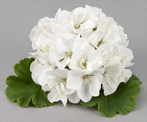 foto van een variëteit aan bloemen, te gebruiken als: Patioplant, potplant Pelargonium zonale Costa Brava® White Improved