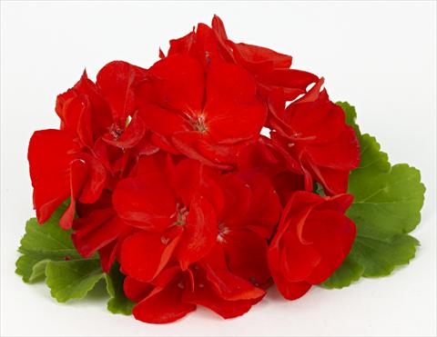 foto van een variëteit aan bloemen, te gebruiken als: Patioplant, potplant Pelargonium zonale pac® Victoria