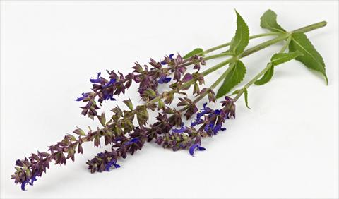 foto van een variëteit aan bloemen, te gebruiken als: Pot - en perkplant Salvia nemorosa Sallyrosa Blue