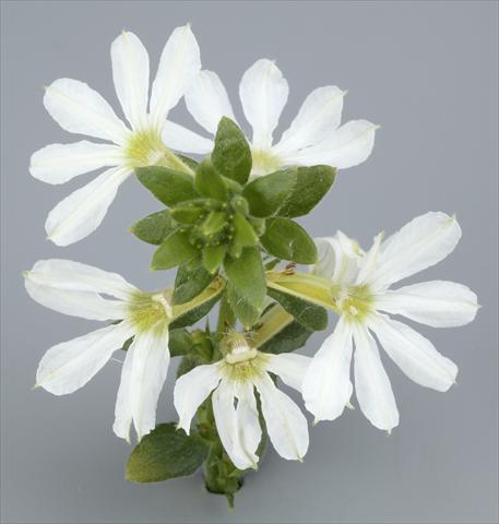 foto van een variëteit aan bloemen, te gebruiken als: Potplant, patioplant, korfplant Scaevola albida Surdiva® White 2011