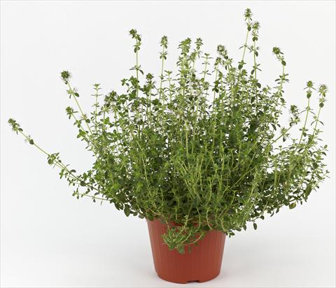 foto van een variëteit aan bloemen, te gebruiken als: Pot - en perkplant Thymus citrodorus Ah...Roma Citronella