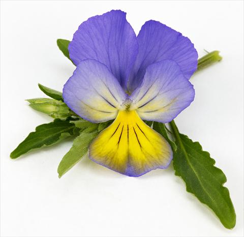 foto van een variëteit aan bloemen, te gebruiken als: Potplant, patioplant, korfplant Viola hybrida Friolina® Cascadiz Blue Yellow