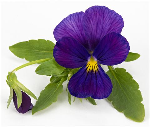 foto van een variëteit aan bloemen, te gebruiken als: Potplant, patioplant, korfplant Viola hybrida Friolina® Cascadiz Cobalt Blue