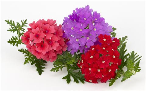 foto van een variëteit aan bloemen, te gebruiken als: Potplant, patioplant, korfplant Verbena Benissima® Summer Fruit