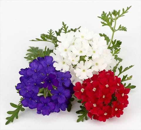 foto van een variëteit aan bloemen, te gebruiken als: Potplant, patioplant, korfplant Verbena Benissima® Vive La France