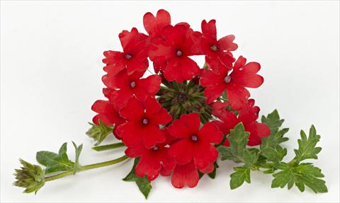 foto van een variëteit aan bloemen, te gebruiken als: Potplant, patioplant, korfplant Verbena Tapien® Compact Red