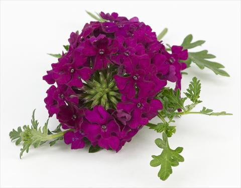foto van een variëteit aan bloemen, te gebruiken als: Potplant, patioplant, korfplant Verbena Tapien® Compact Velvet