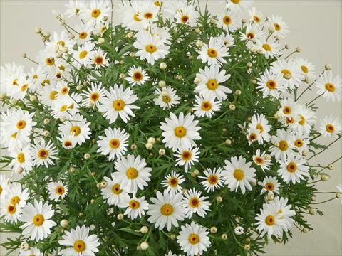 foto van een variëteit aan bloemen, te gebruiken als: Pot - en perkplant Argyranthemum frutescens Elsa®