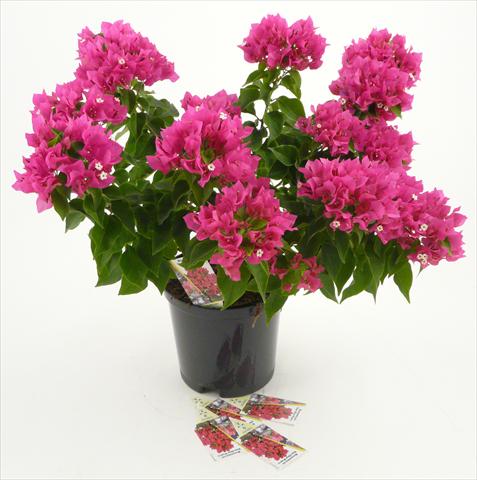 foto van een variëteit aan bloemen, te gebruiken als: Pot - en perkplant Bougainvillea Vera Deep Purple®