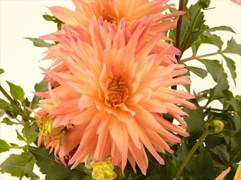 foto van een variëteit aan bloemen, te gebruiken als: Pot - en perkplant Dahlia Aztec XXL® Benito