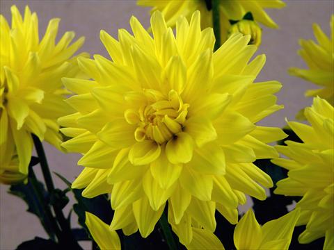 foto van een variëteit aan bloemen, te gebruiken als: Pot - en perkplant Dahlia Aztec XXL® Durango